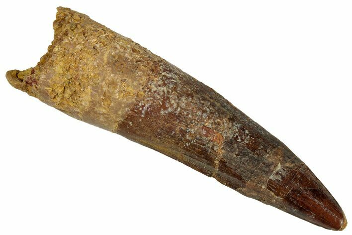 Fossil Spinosaurus Tooth - Real Dinosaur Tooth #324871